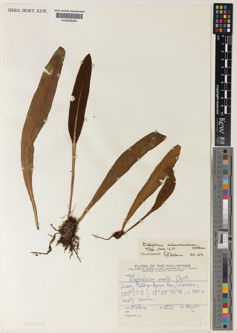 Elaphoglossum calanasanicum photo 3