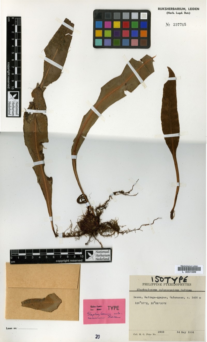 Elaphoglossum calanasanicum photo 5