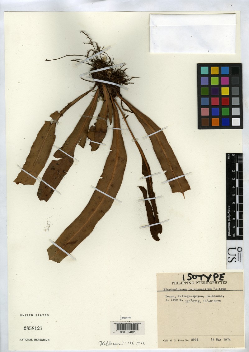 Elaphoglossum calanasanicum