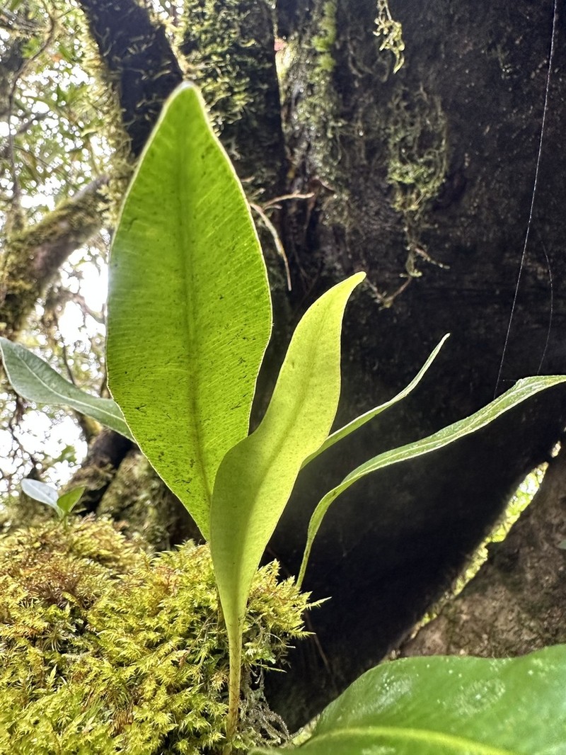 Elaphoglossum callifolium