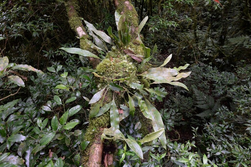 Elaphoglossum callifolium photo 2