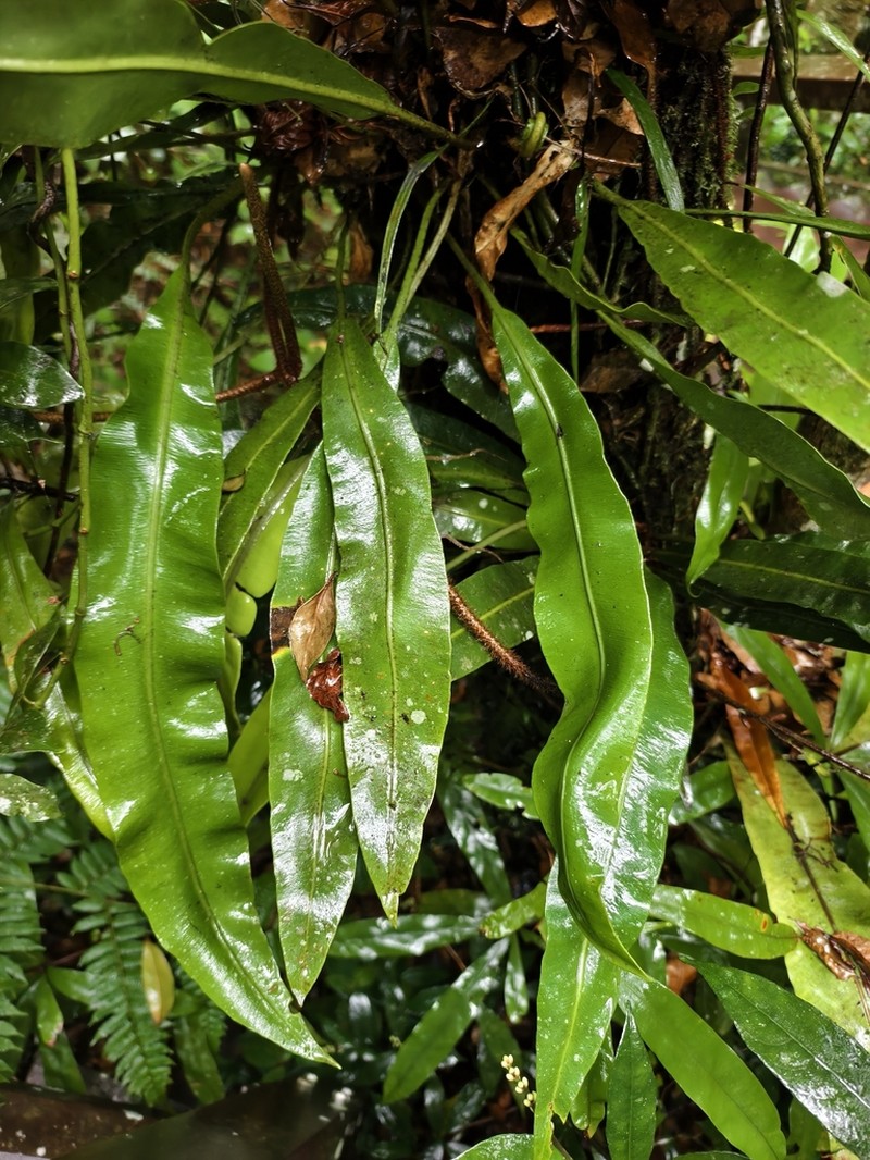 Elaphoglossum callifolium photo 3
