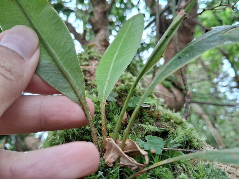 Elaphoglossum callifolium photo 4