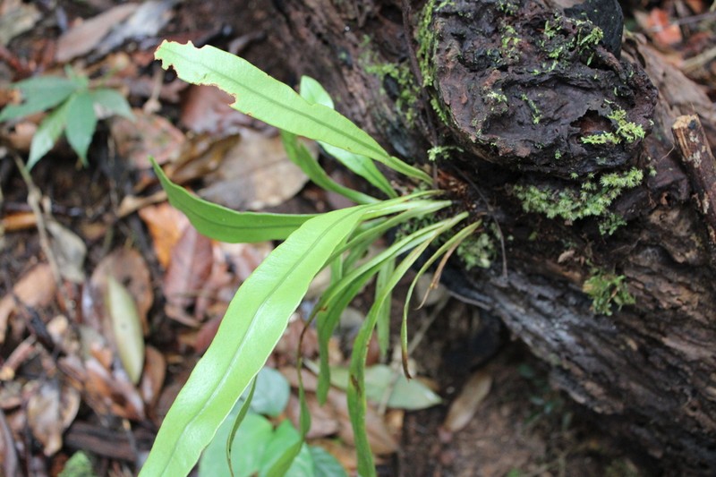 Elaphoglossum callifolium photo 5
