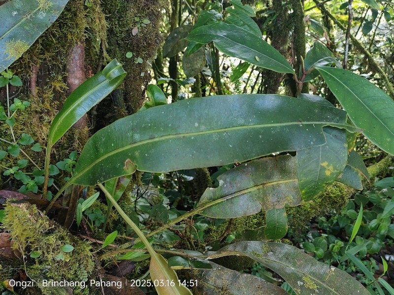 Elaphoglossum callifolium photo 6