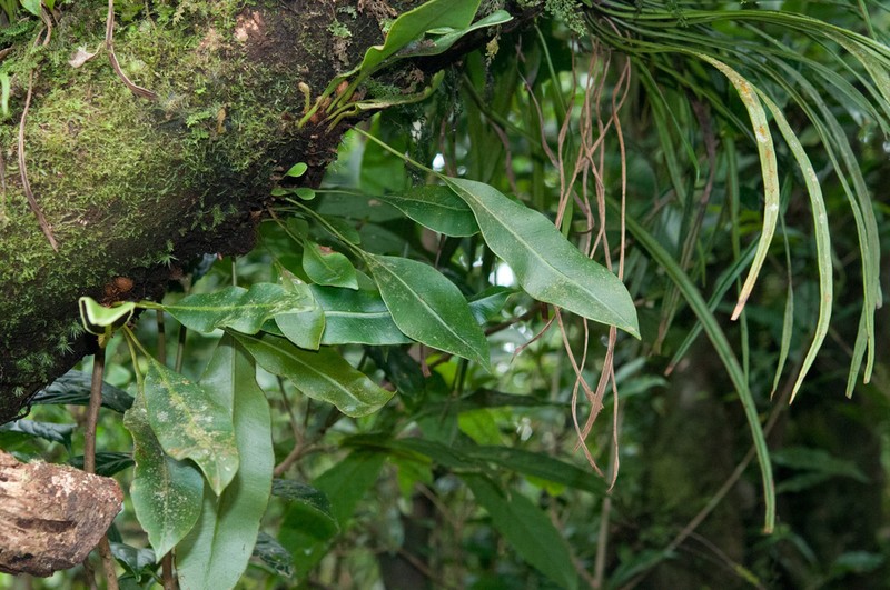 Elaphoglossum callifolium photo 7