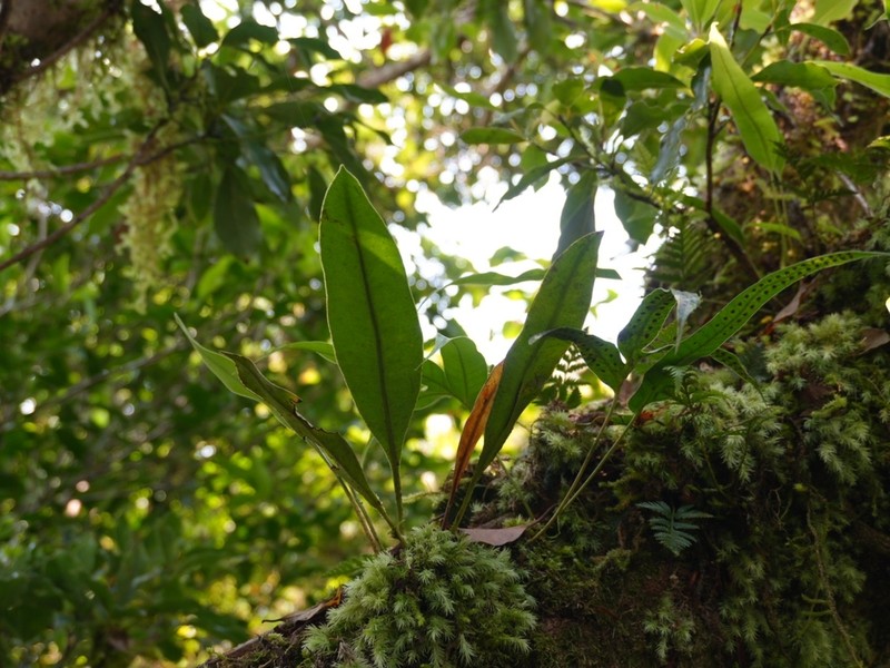 Elaphoglossum callifolium photo 8