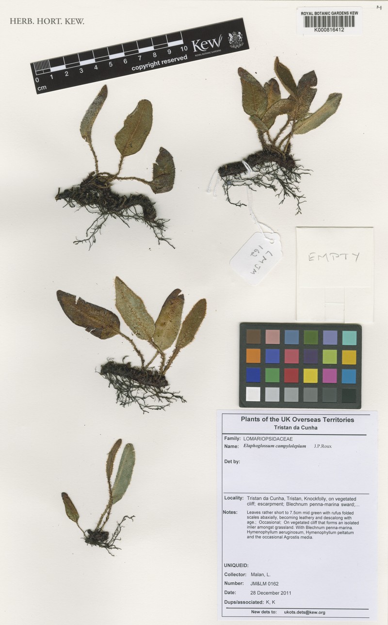 Elaphoglossum campylolepium