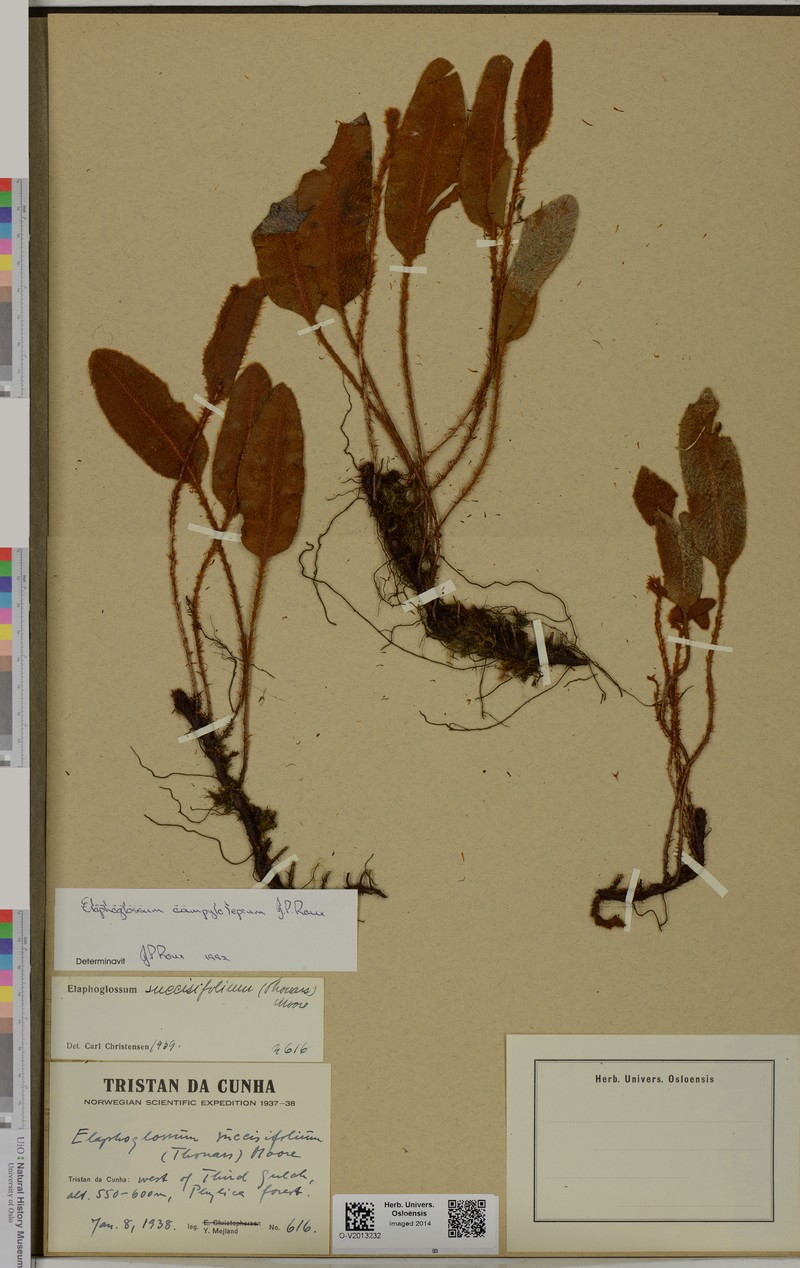 Elaphoglossum campylolepium photo 2