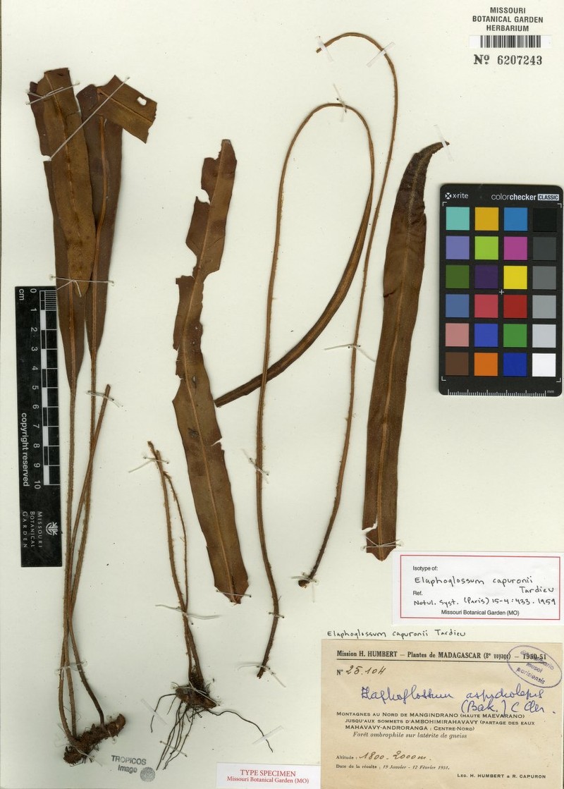 Elaphoglossum capuronii