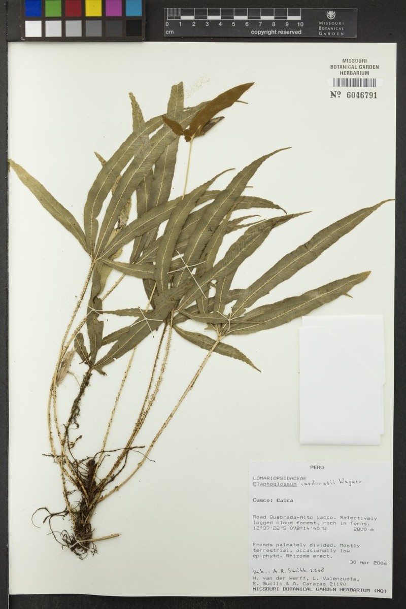 Elaphoglossum cardenasii