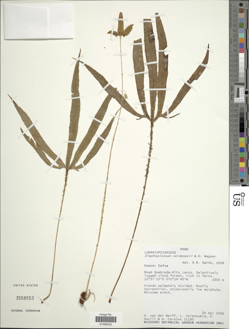 Elaphoglossum cardenasii photo 2