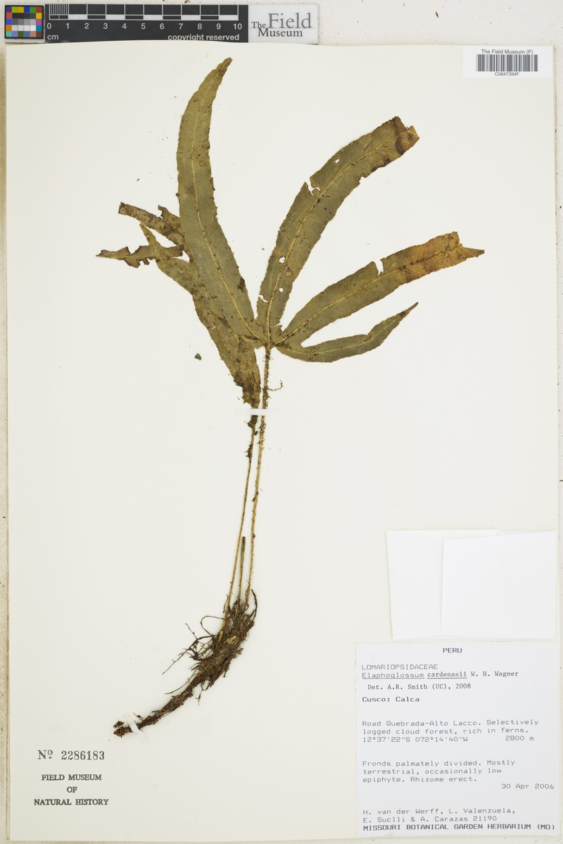 Elaphoglossum cardenasii photo 3