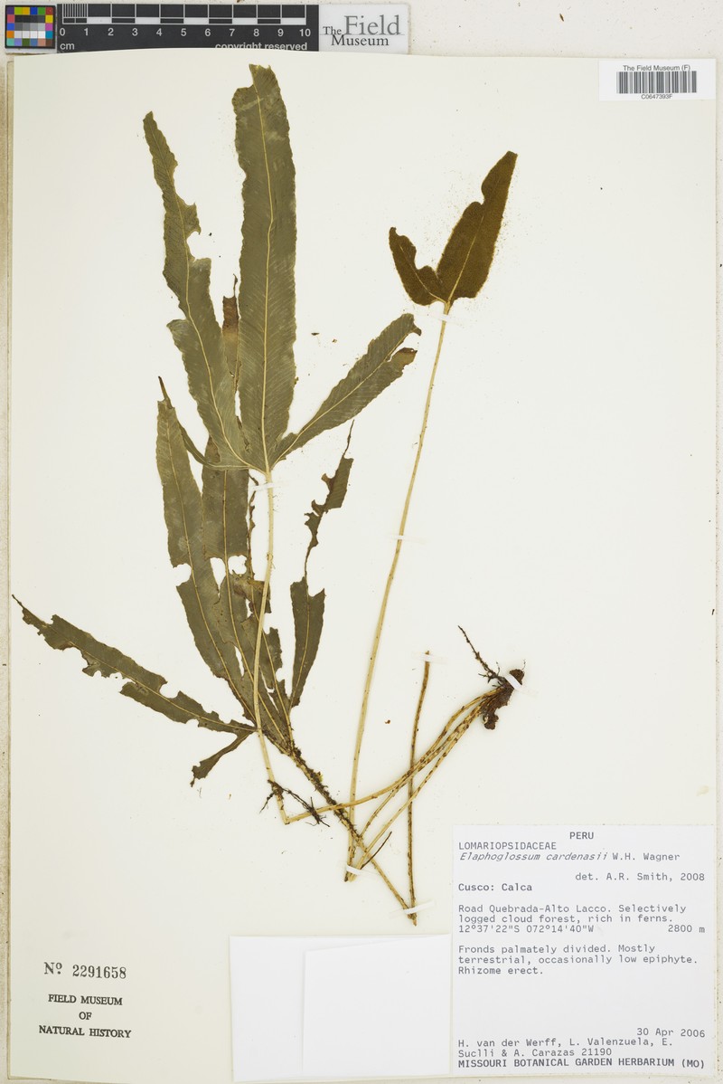 Elaphoglossum cardenasii photo 4