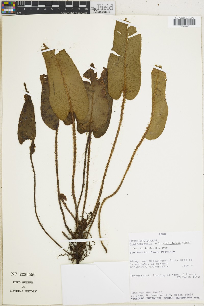 Elaphoglossum cardioglossum