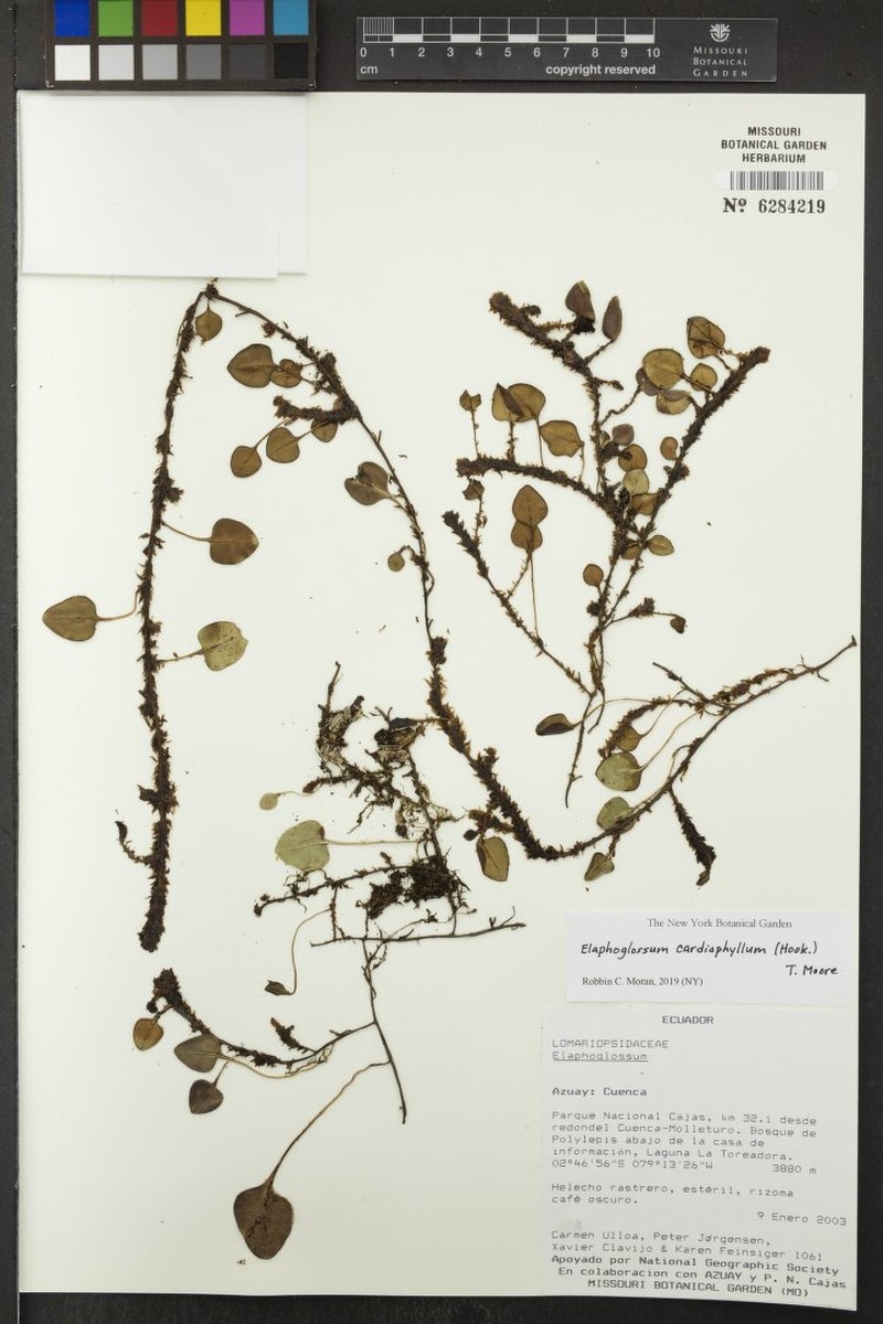 Elaphoglossum cardiophyllum