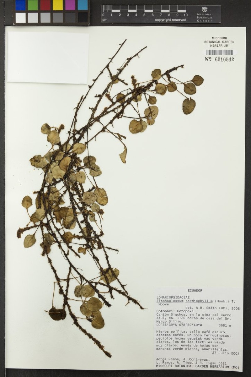 Elaphoglossum cardiophyllum photo 2