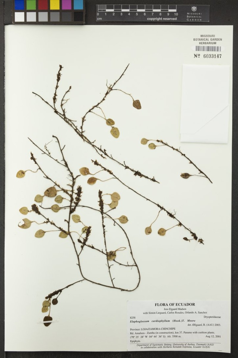 Elaphoglossum cardiophyllum photo 3