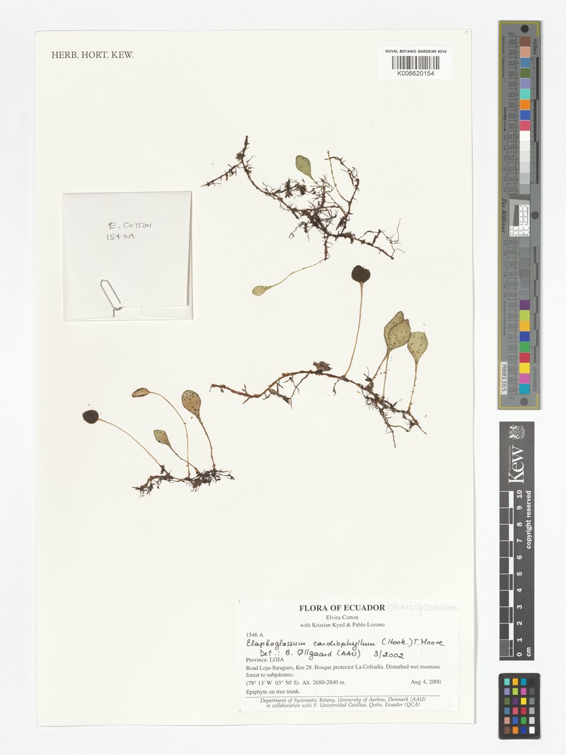 Elaphoglossum cardiophyllum photo 4
