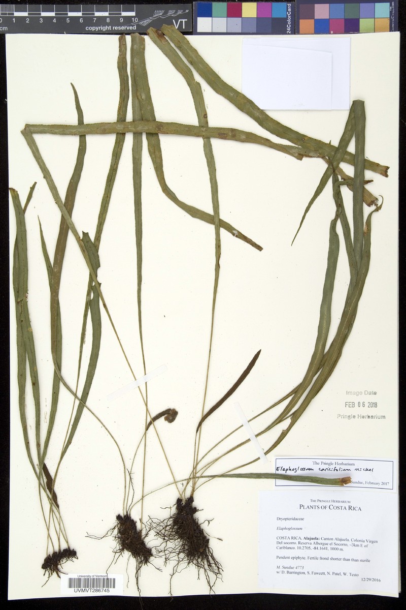 Elaphoglossum caricifolium