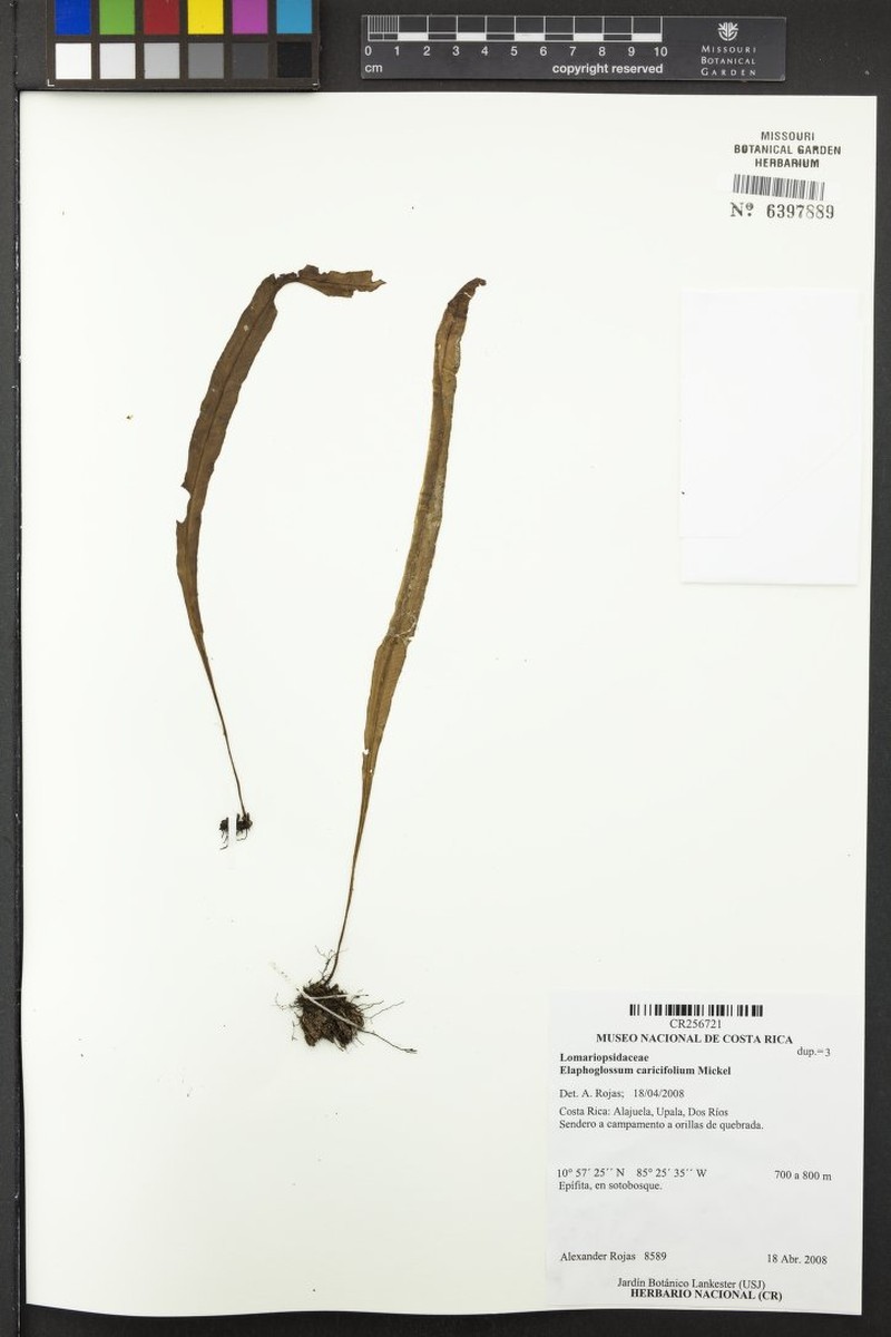 Elaphoglossum caricifolium photo 2