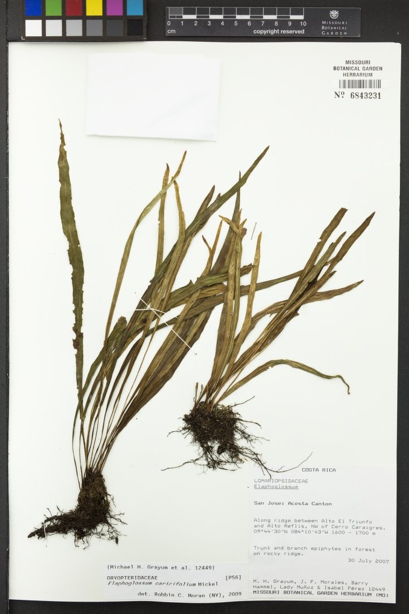 Elaphoglossum caricifolium photo 3