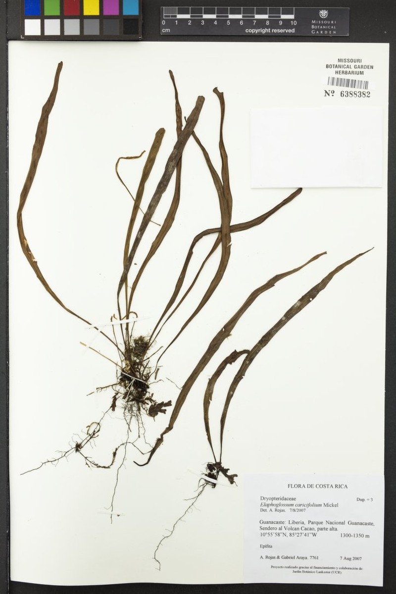Elaphoglossum caricifolium photo 4