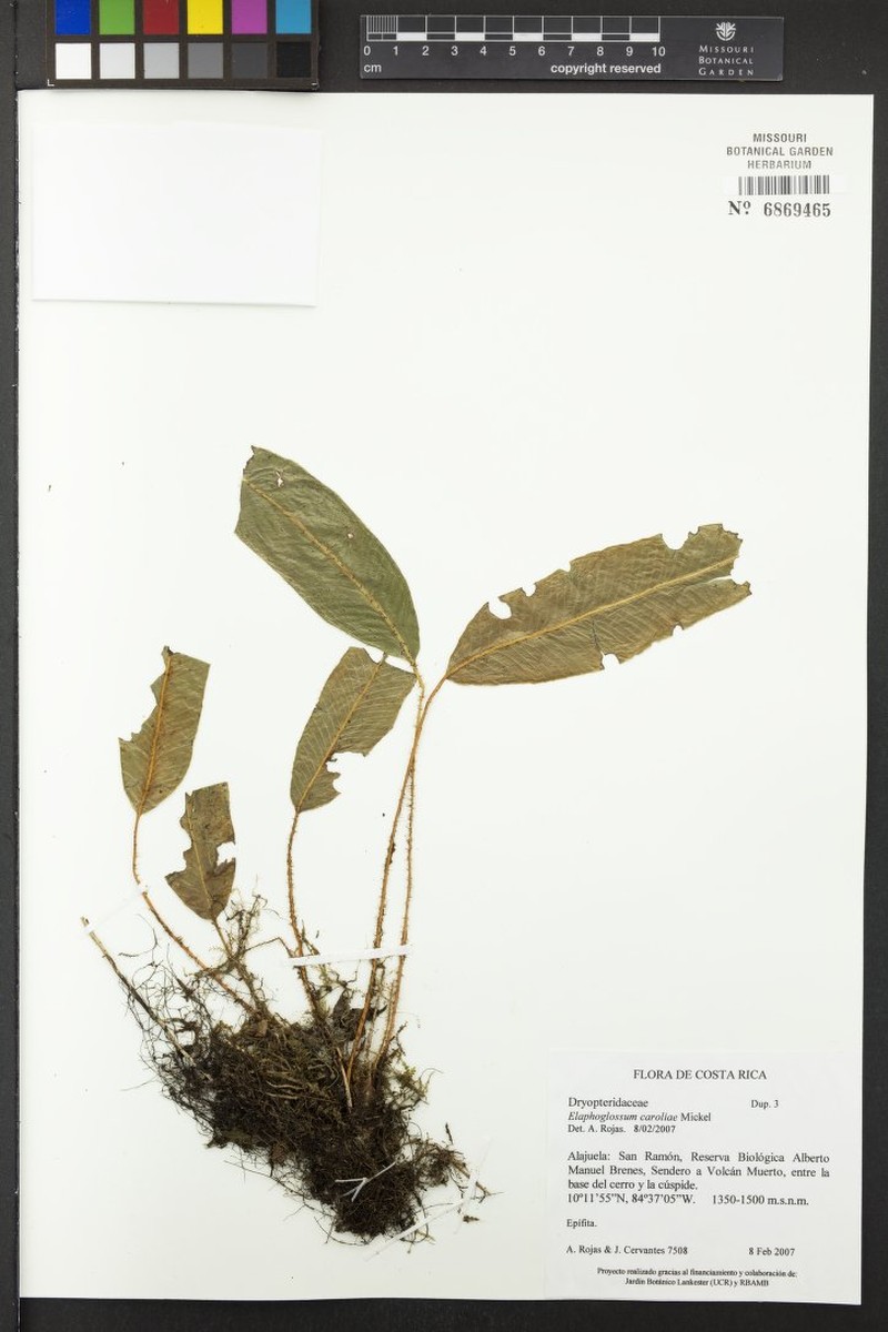 Elaphoglossum caroliae