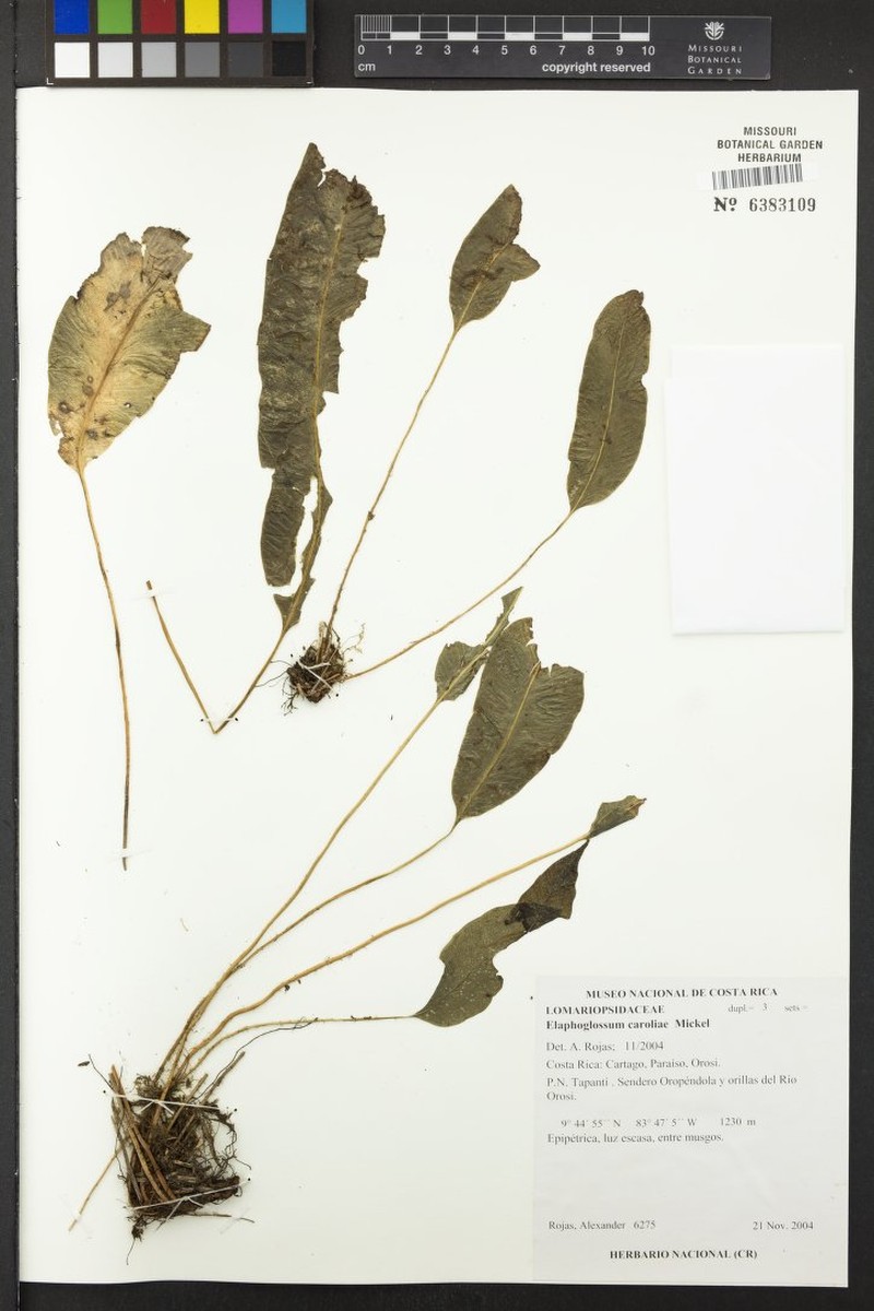 Elaphoglossum caroliae photo 2