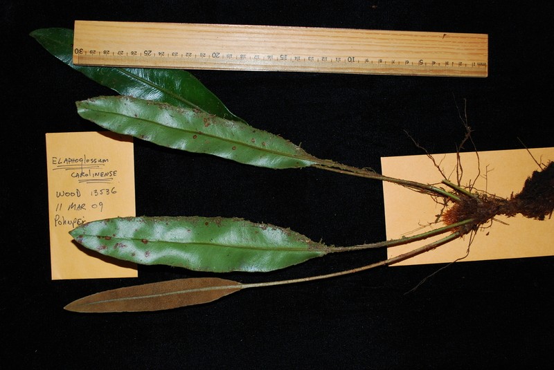 Elaphoglossum carolinense photo 2