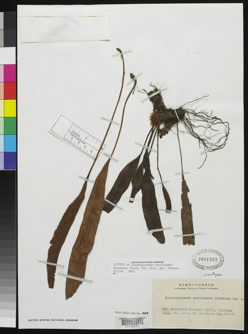 Elaphoglossum carolinense