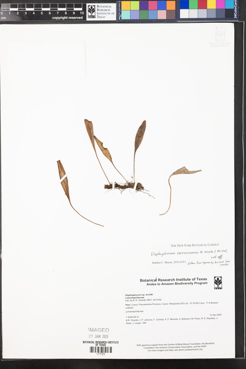 Elaphoglossum carrascoense