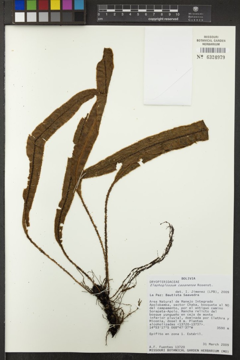 Elaphoglossum casanense photo 2