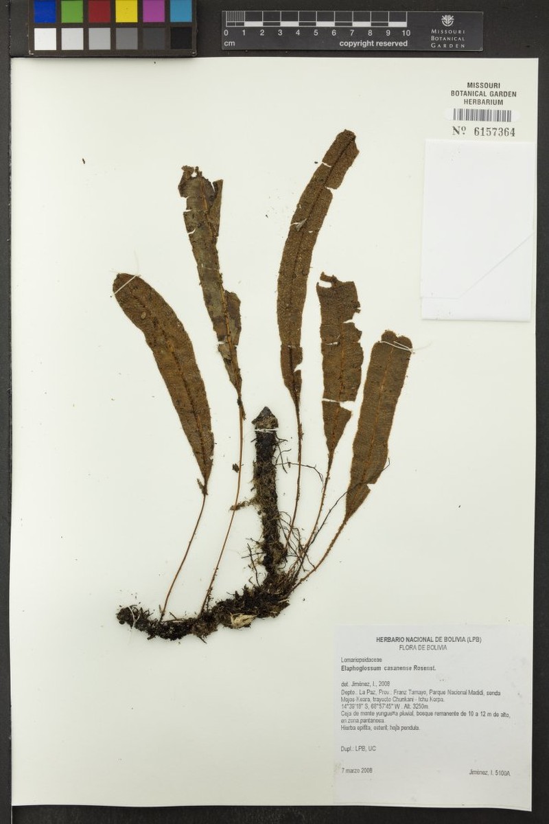 Elaphoglossum casanense photo 3
