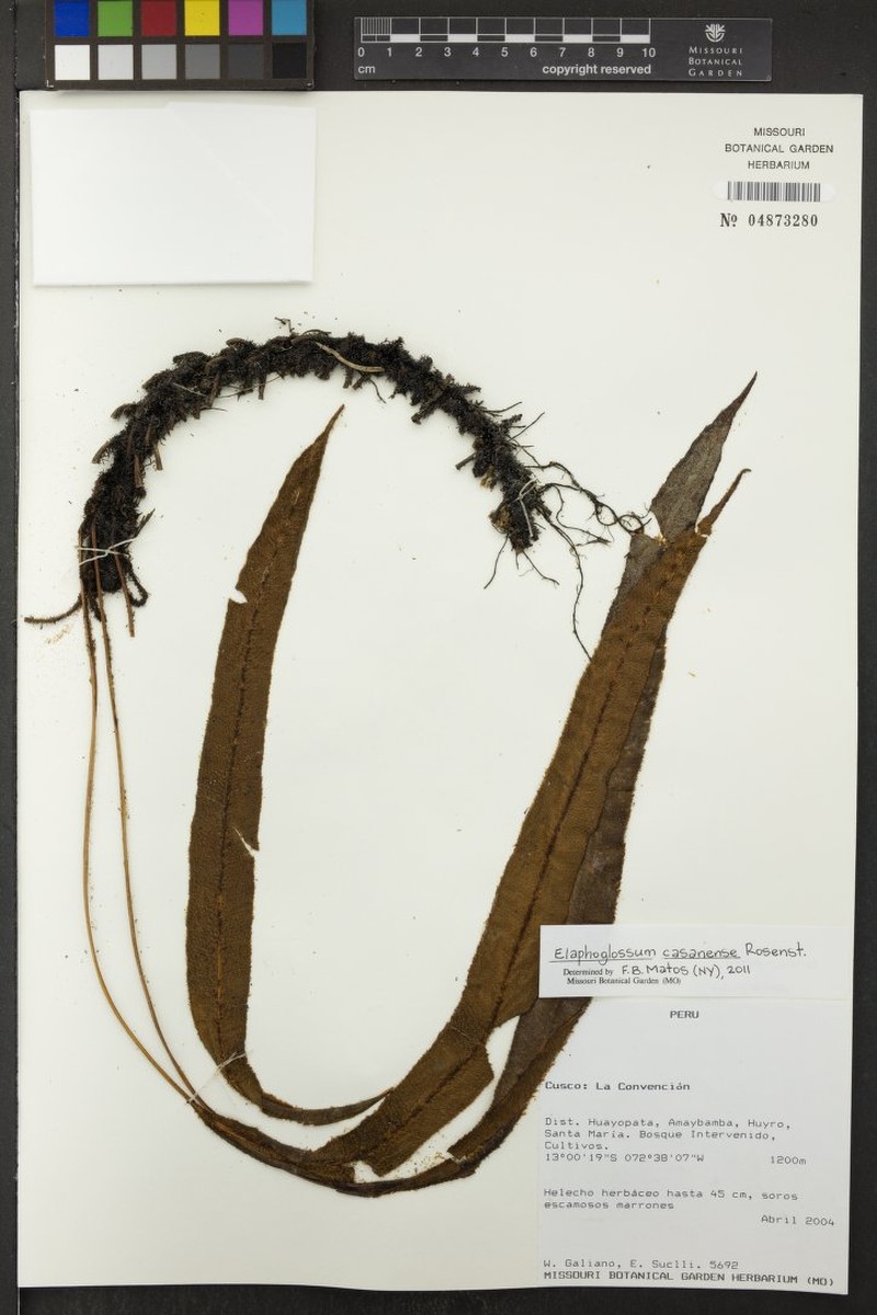 Elaphoglossum casanense photo 4