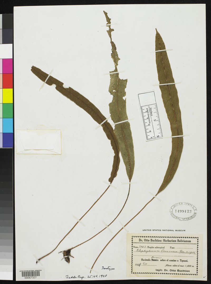Elaphoglossum casanense