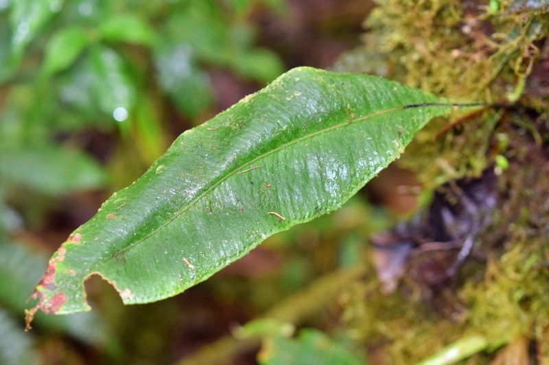 Elaphoglossum castaneum