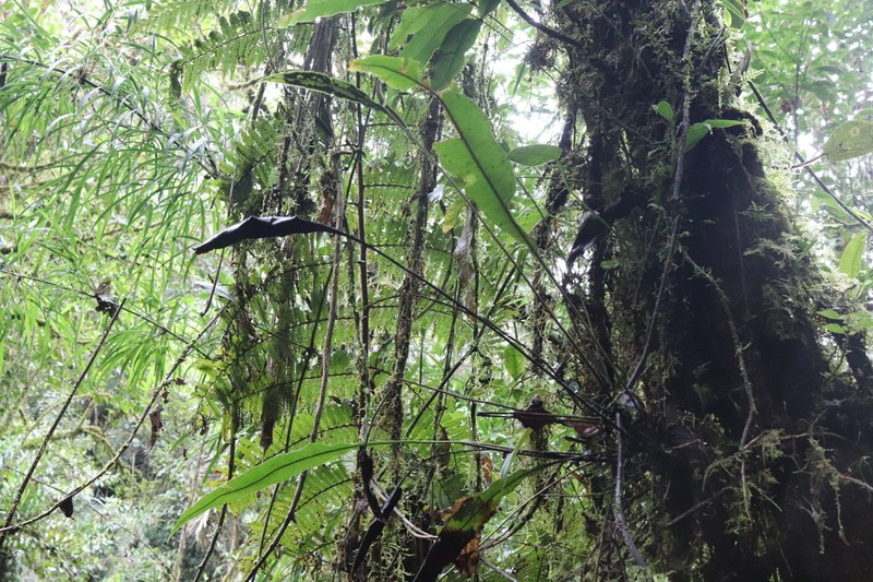 Elaphoglossum castaneum photo 2