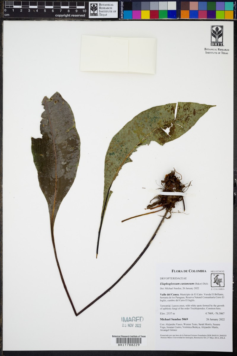 Elaphoglossum castaneum photo 3