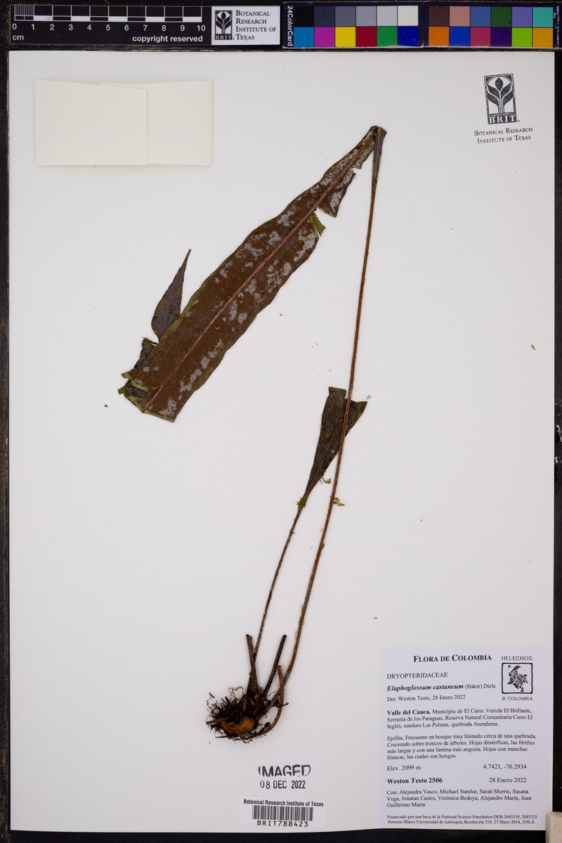 Elaphoglossum castaneum photo 4