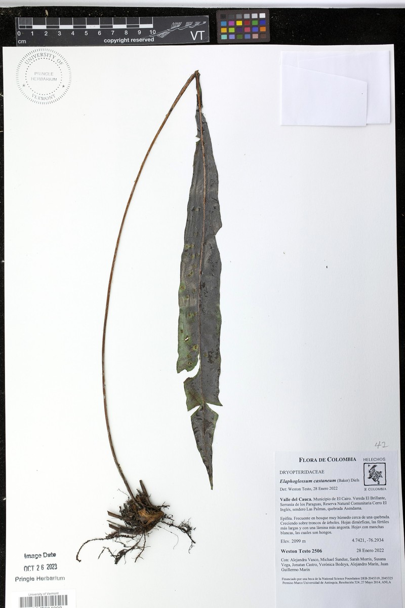 Elaphoglossum castaneum photo 5