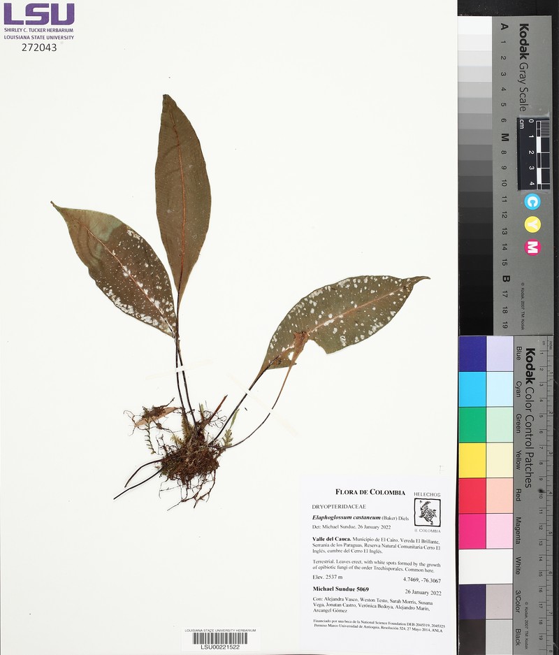 Elaphoglossum castaneum photo 6