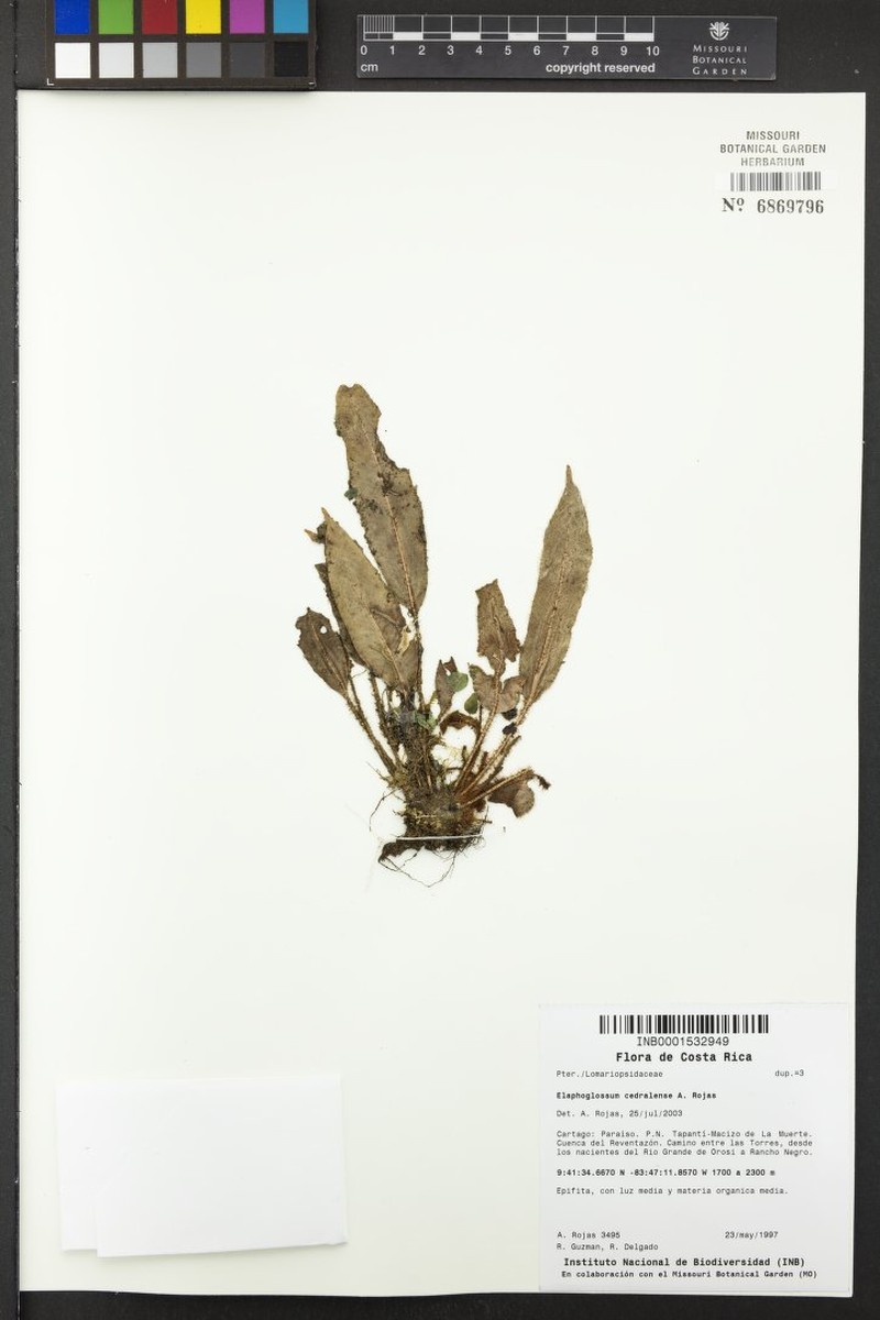 Elaphoglossum cedralense