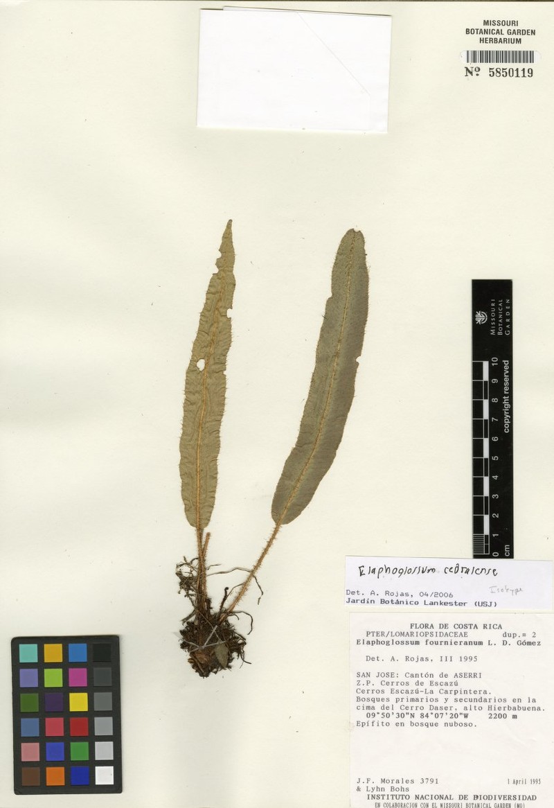 Elaphoglossum cedralense photo 2