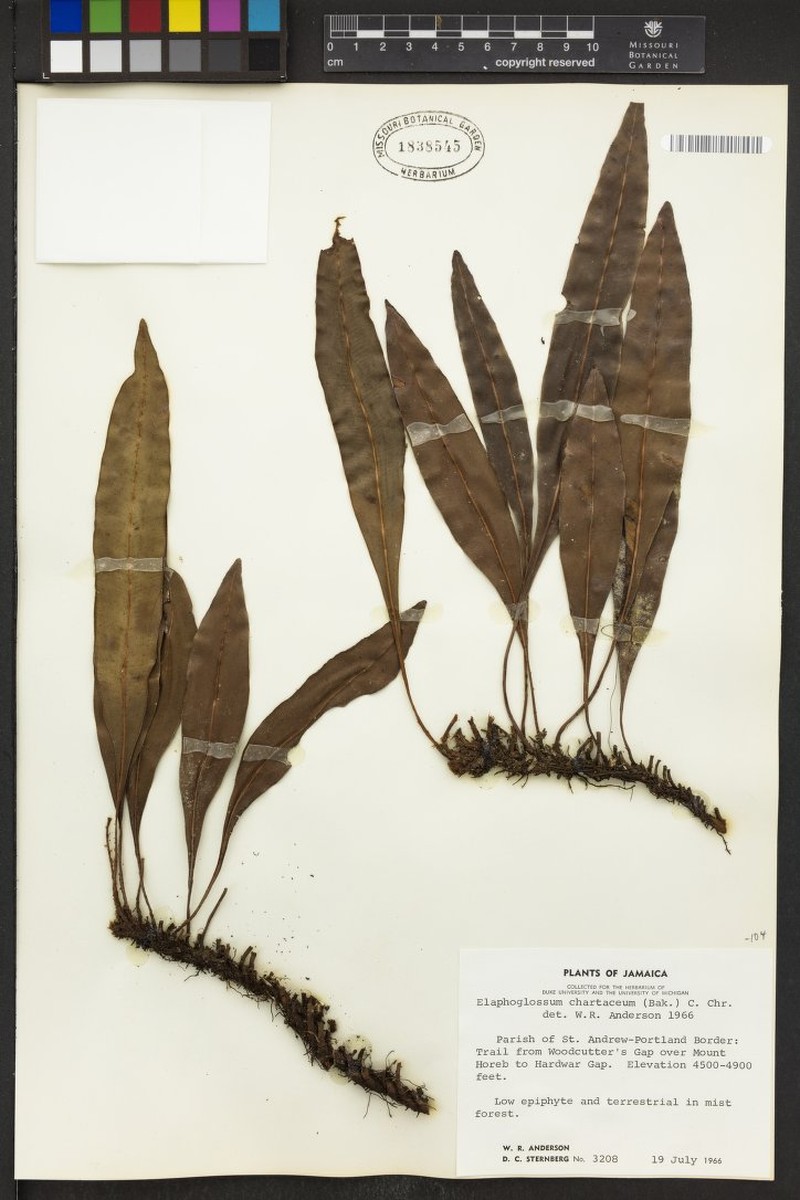 Papery Tonguefern
