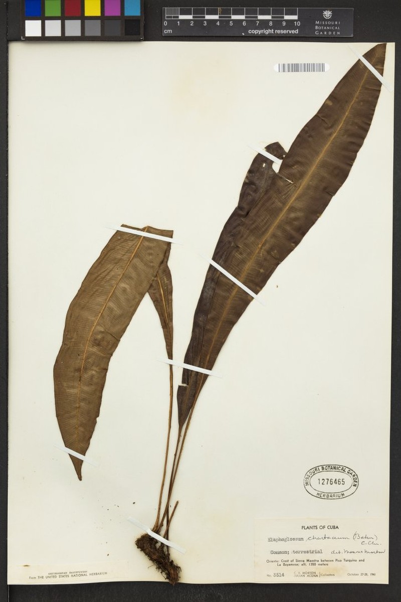 Papery Tonguefern photo 2