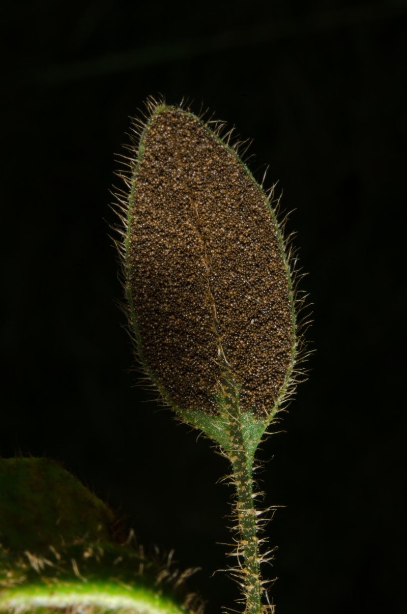 Elaphoglossum chevalieri
