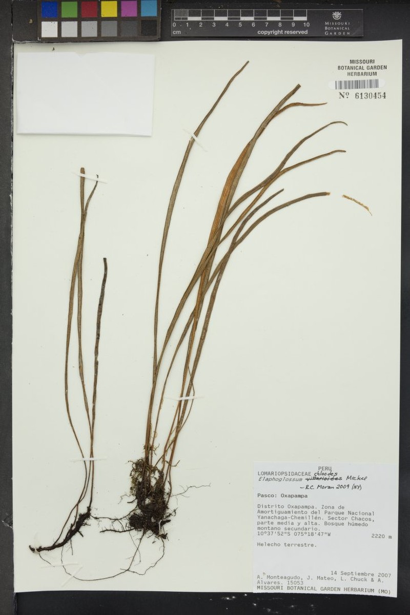 Elaphoglossum chloodes photo 2