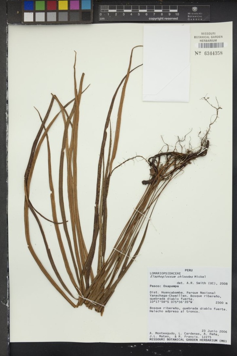 Elaphoglossum chloodes photo 3