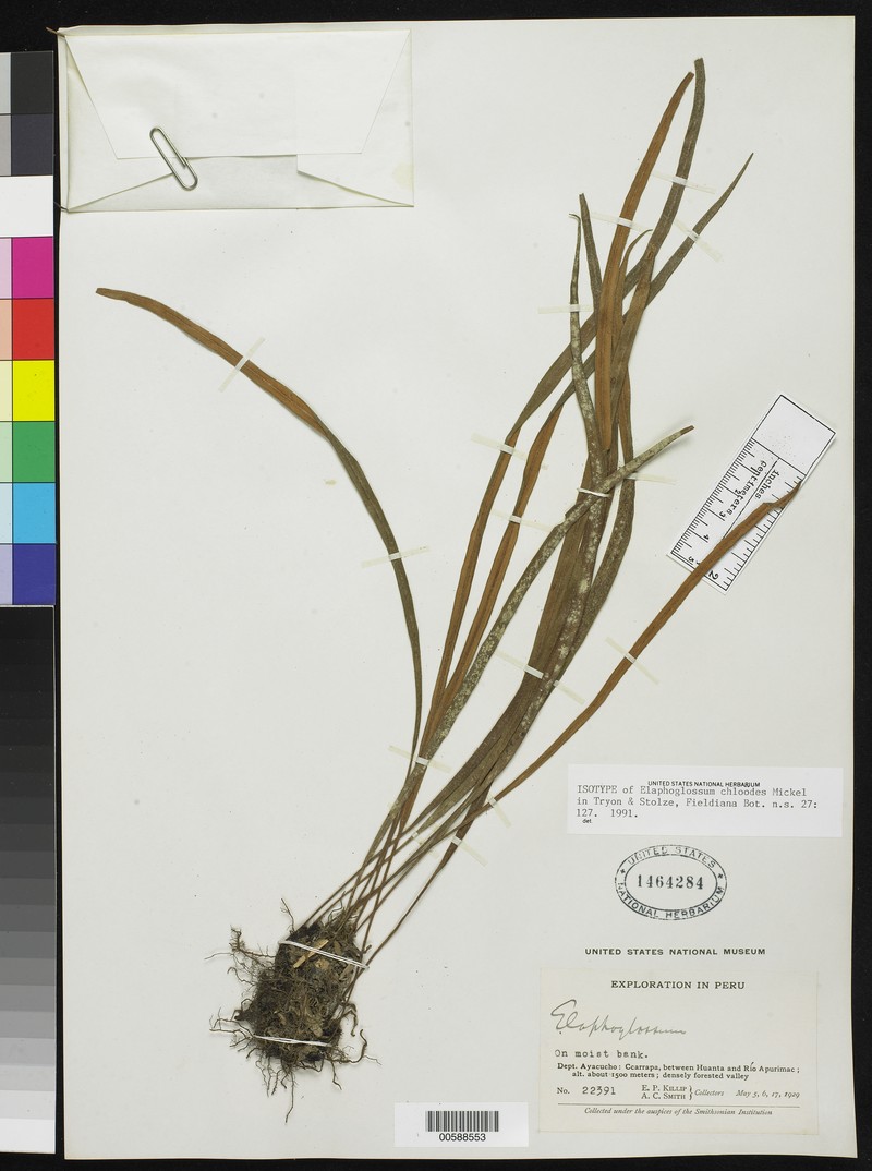 Elaphoglossum chloodes